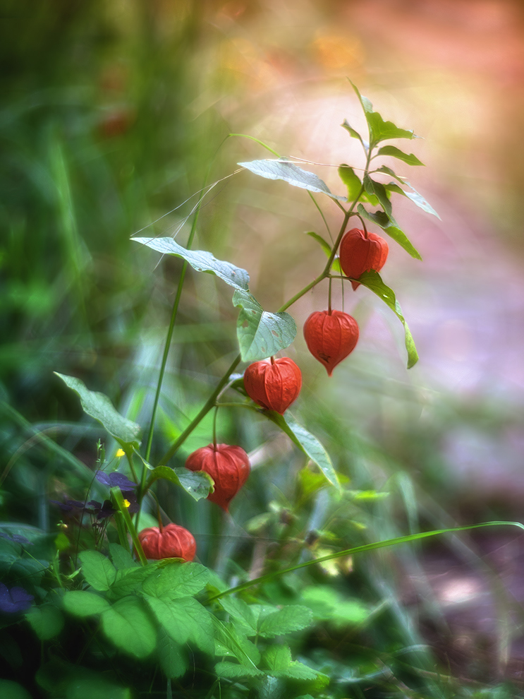 photo "***" tags: macro and close-up, 