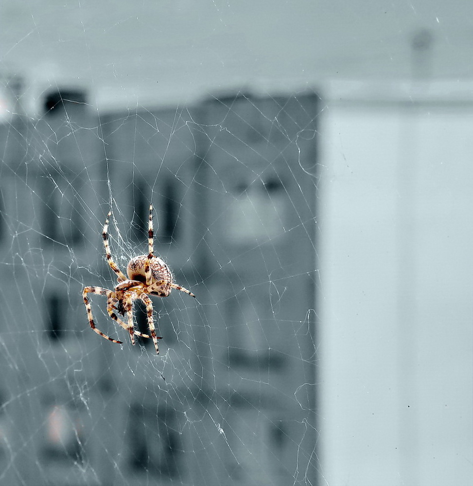 photo "***" tags: macro and close-up, 