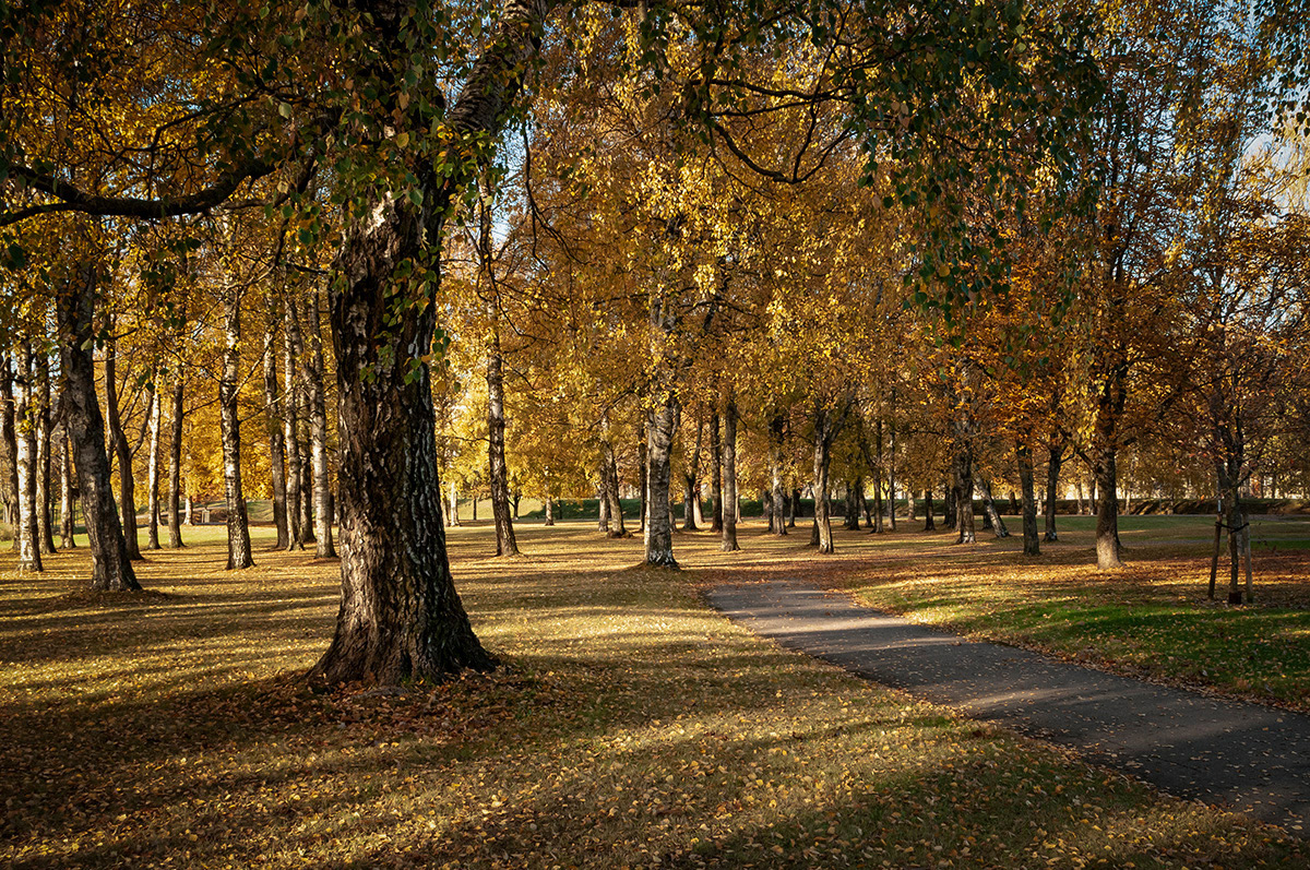 photo "***" tags: nature, landscape, autumn, деревья