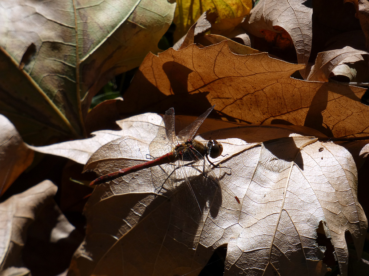 photo "***" tags: nature, insect