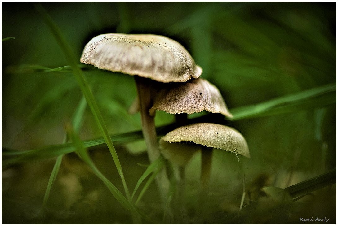 photo "***" tags: macro and close-up, nature, 
