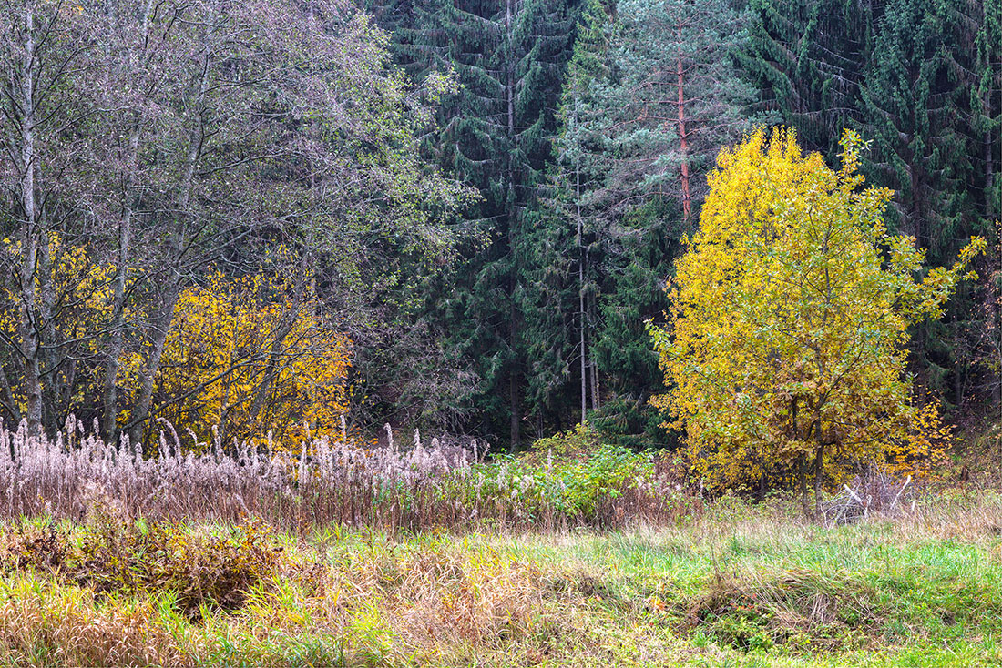 photo "At the forest gate" tags: nature, landscape, autumn, forest