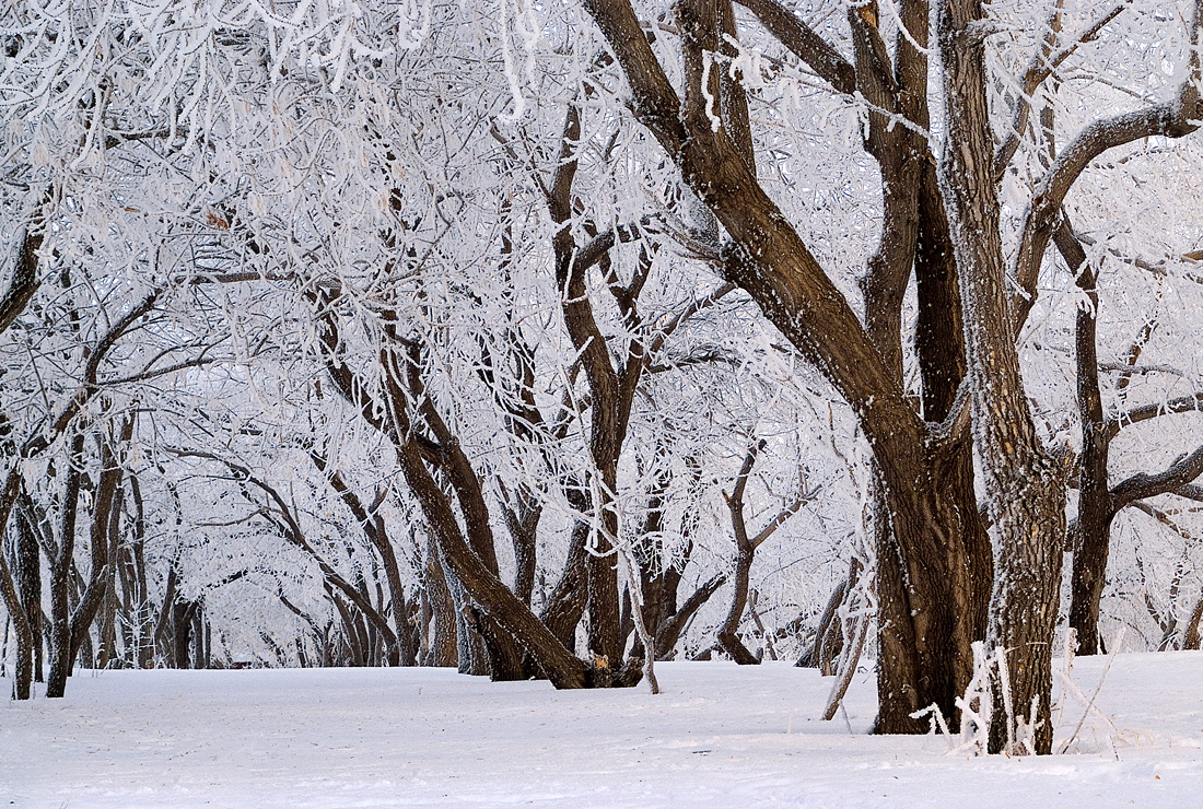 фото "Белое" метки: пейзаж, зима