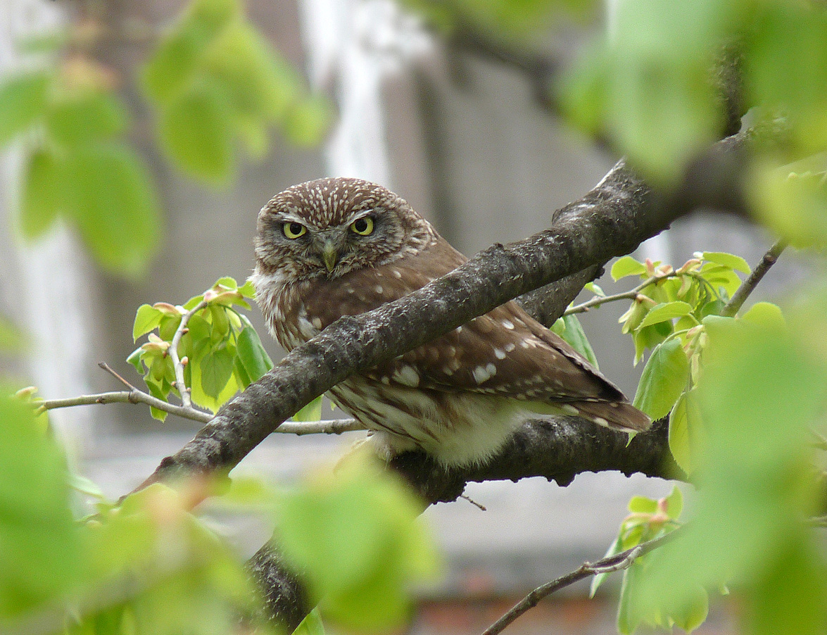 photo "***" tags: macro and close-up, wild animals