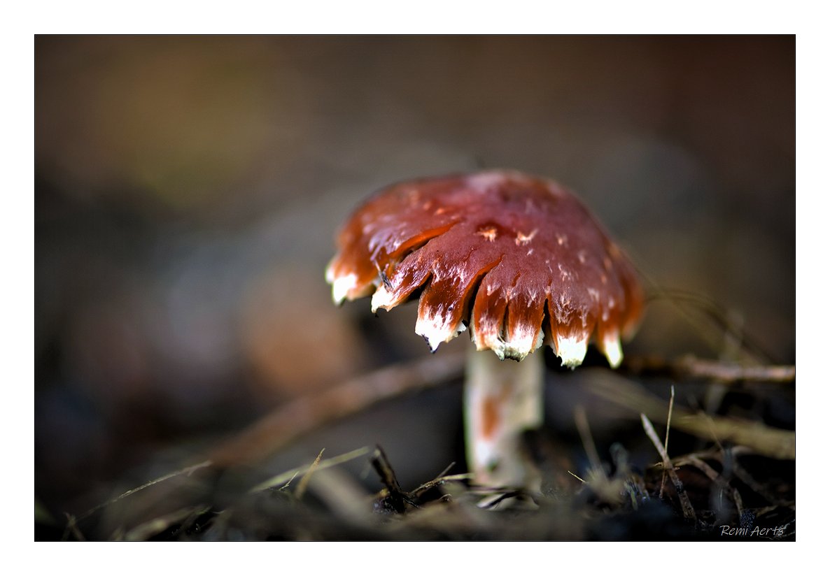 photo "***" tags: nature, macro and close-up, 