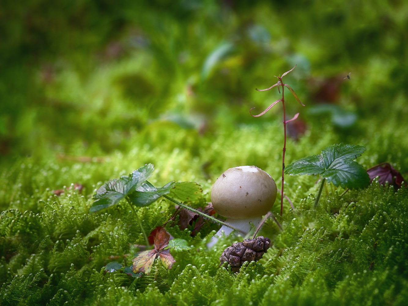 photo "***" tags: macro and close-up, nature, 