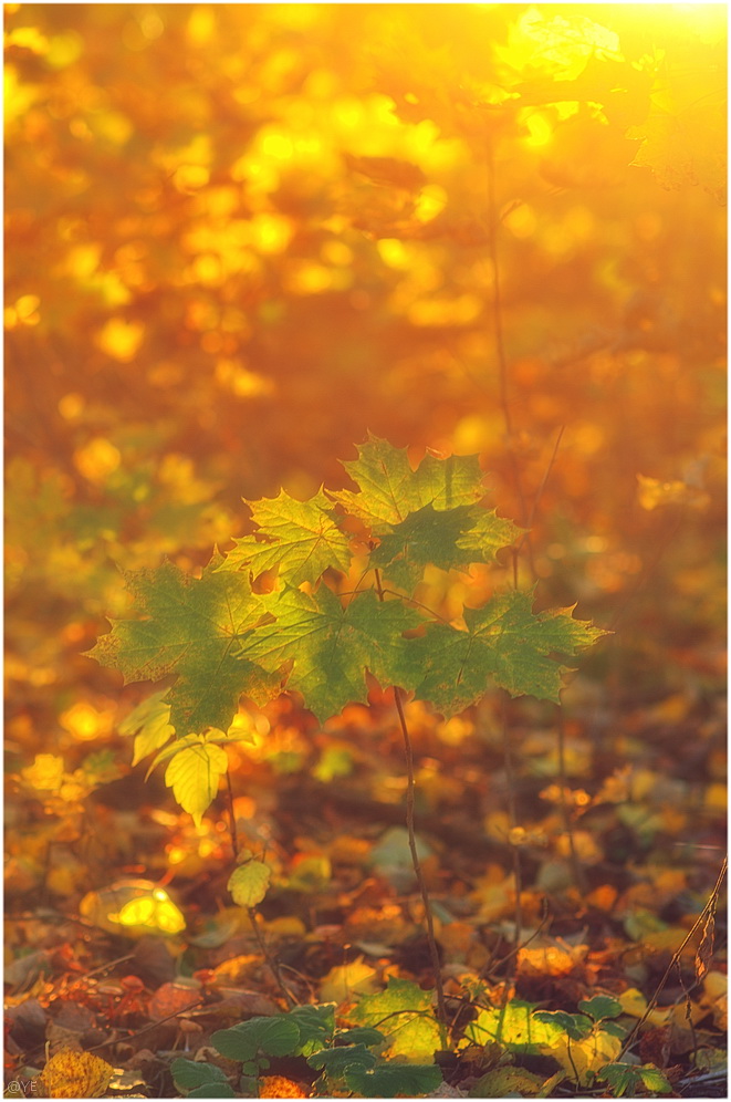 photo "***" tags: nature, 
