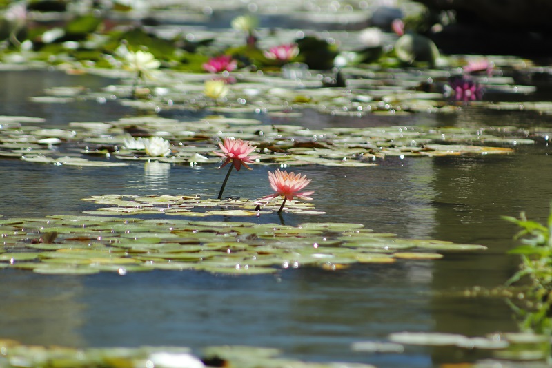 photo "***" tags: nature, природа. цветы. вода.