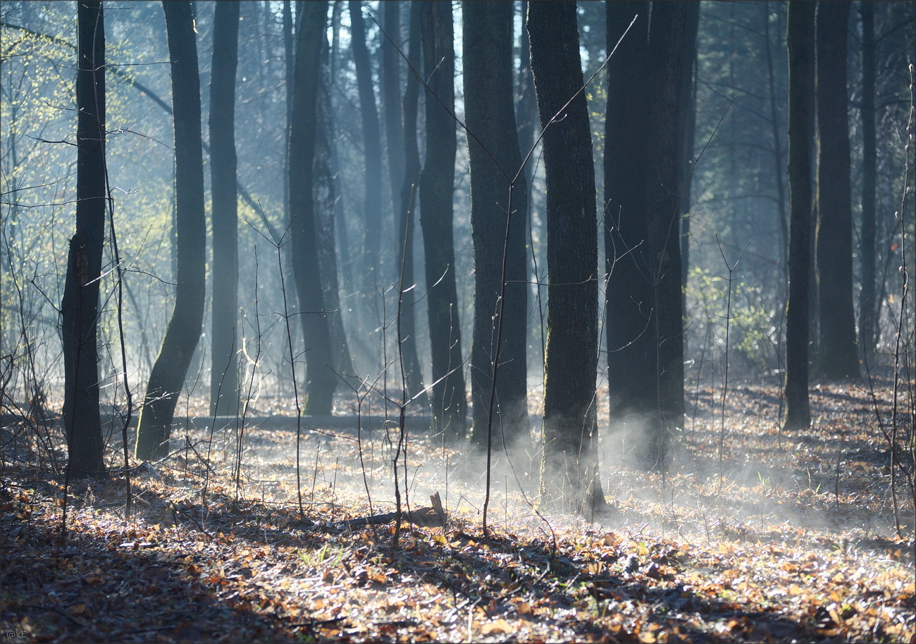 photo "***" tags: nature, 