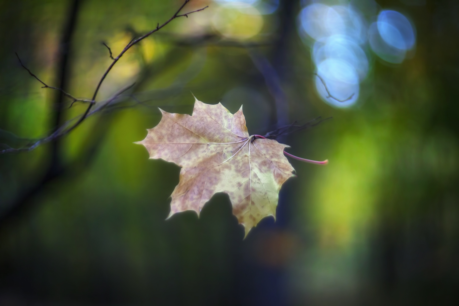 фото "Осень- последняя улыбка года..." метки: макро и крупный план, природа, 
