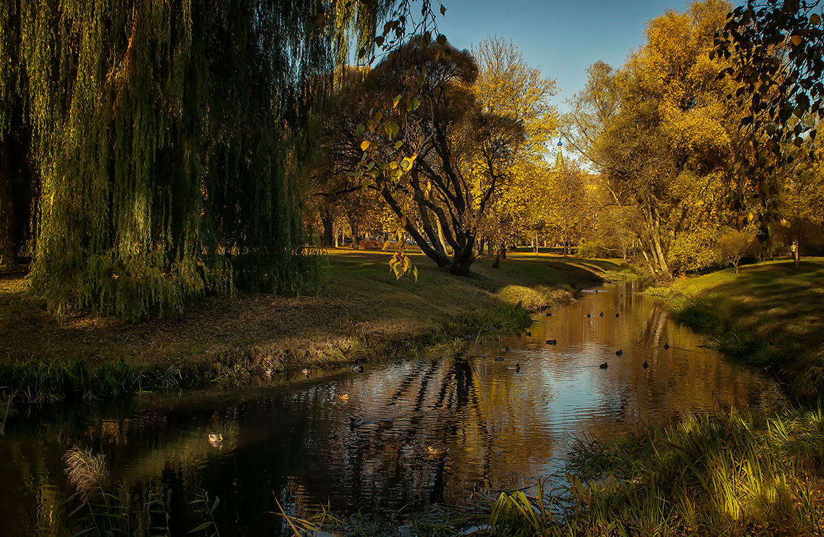 photo "***" tags: landscape, nature, reflections, sky, water, деревья, утки