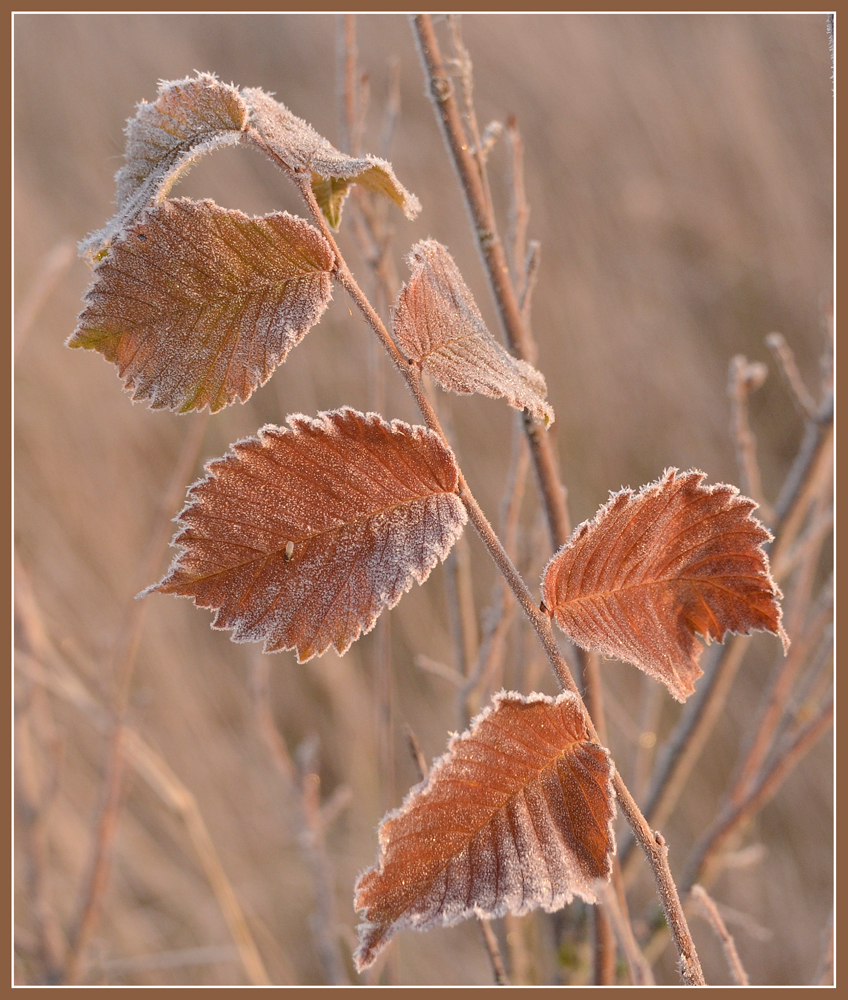 photo "***" tags: nature, autumn, morning, изморозь, листья