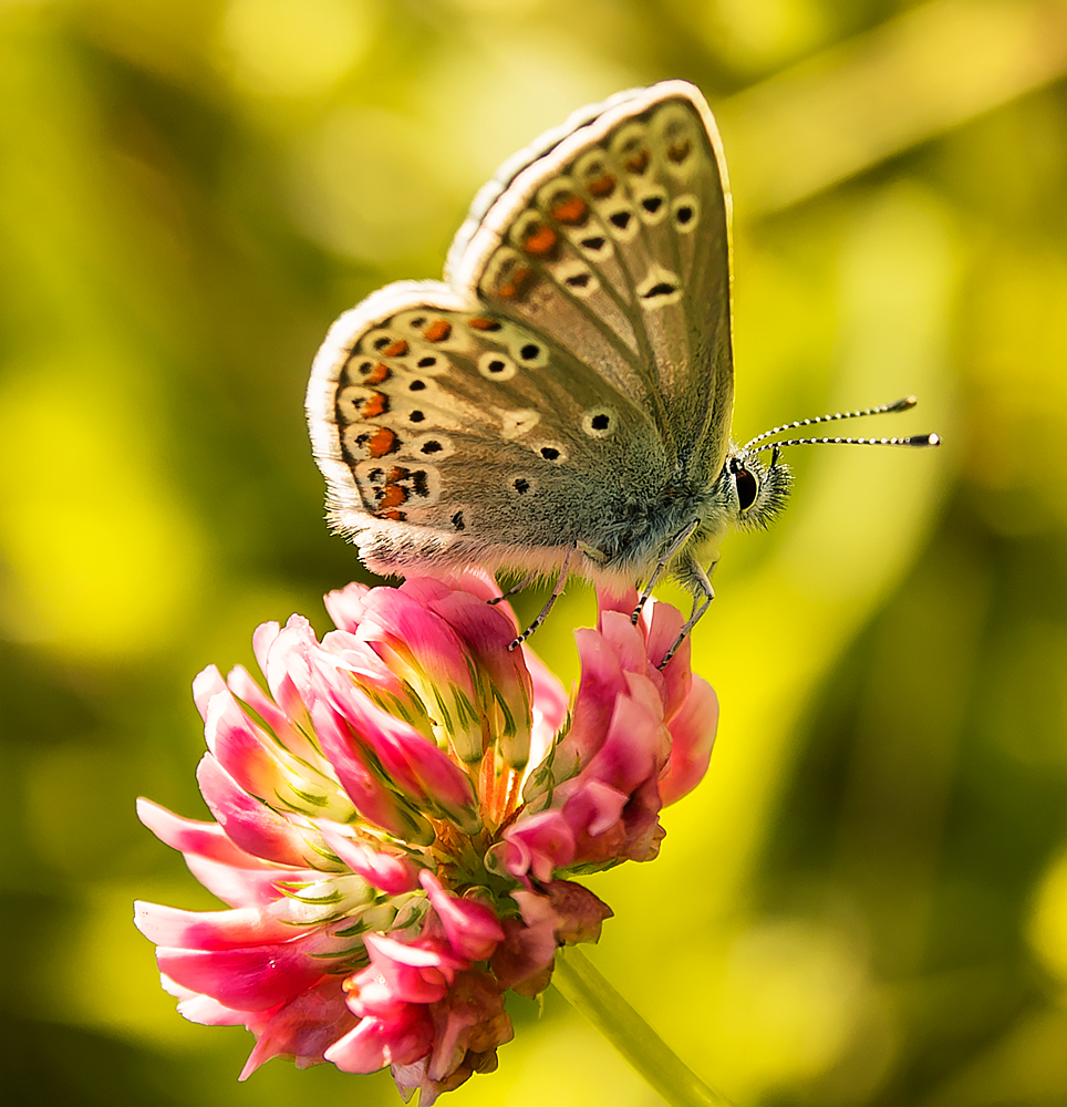 photo "***" tags: macro and close-up, 