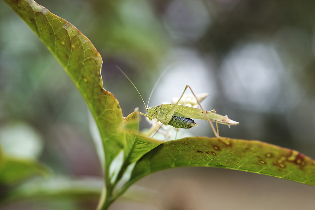 photo "***" tags: nature, macro and close-up, 