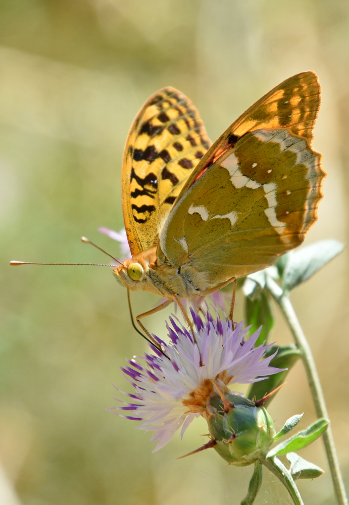 photo "***" tags: macro and close-up, insect