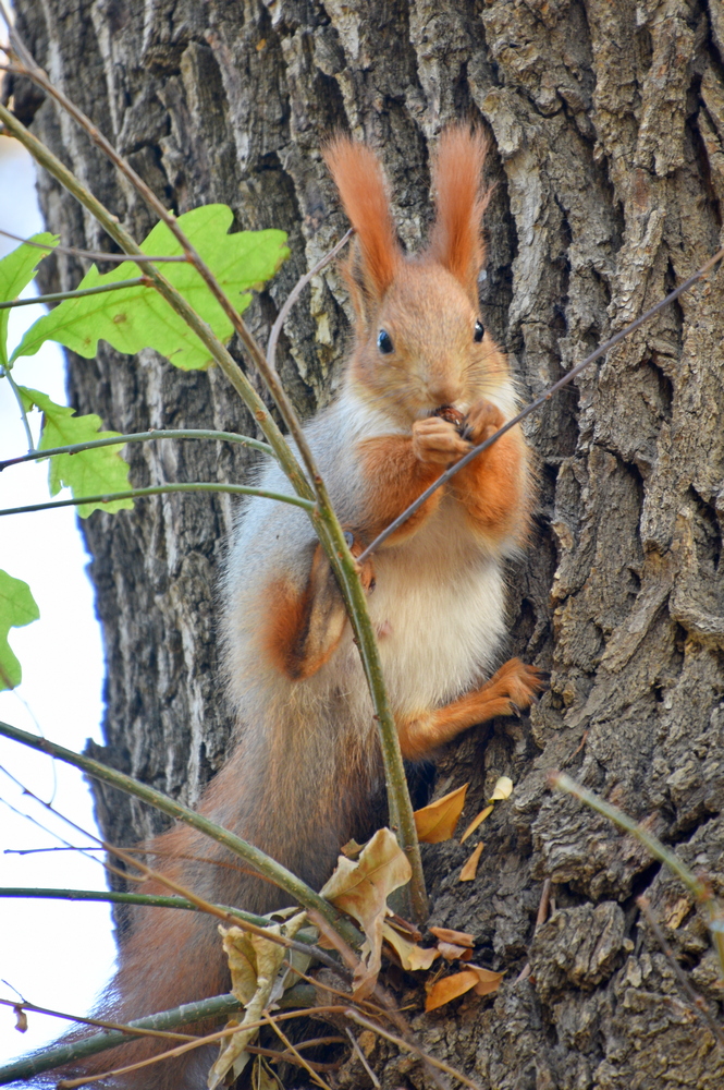 photo "***" tags: macro and close-up, wild animals