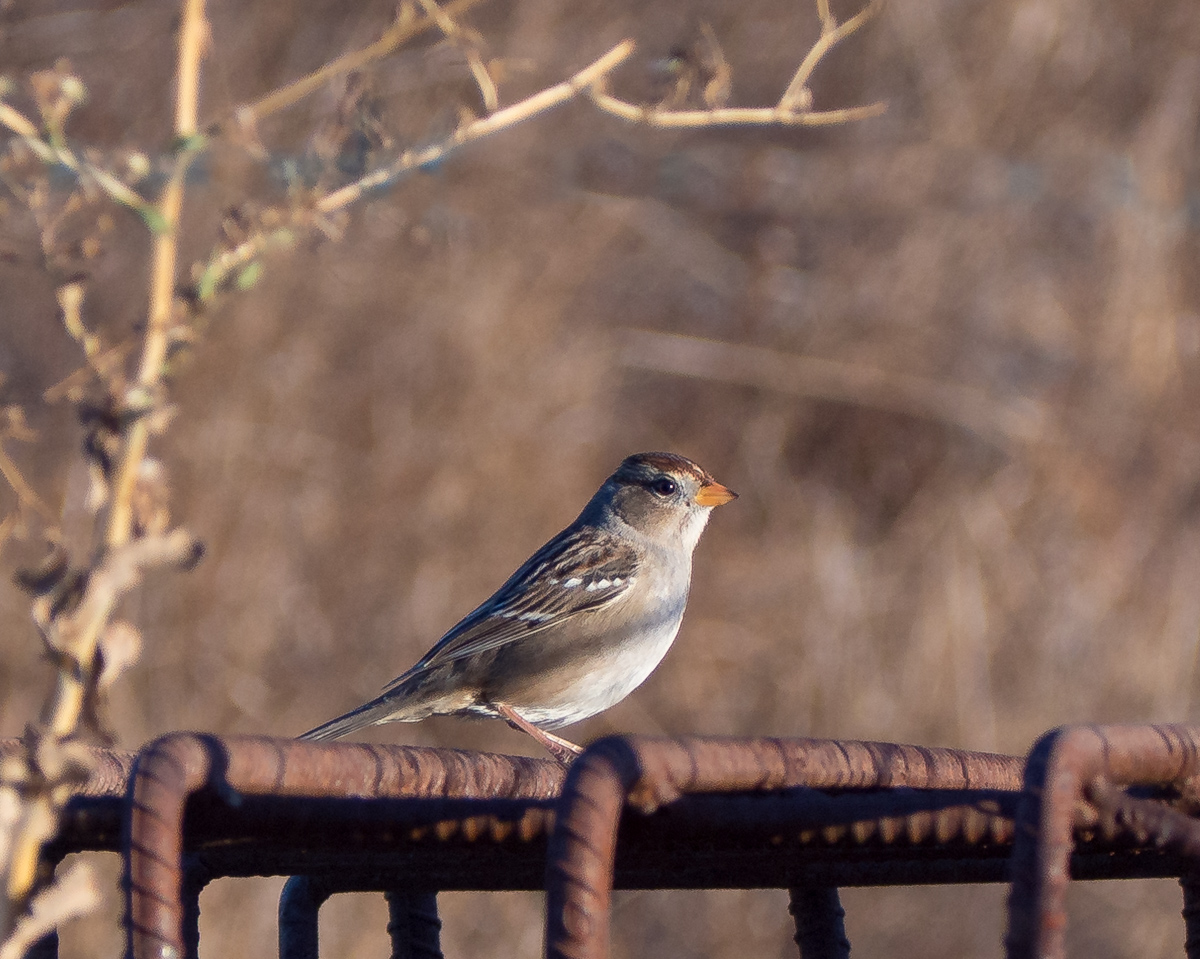 photo "Птичка." tags: nature, bird, птичка