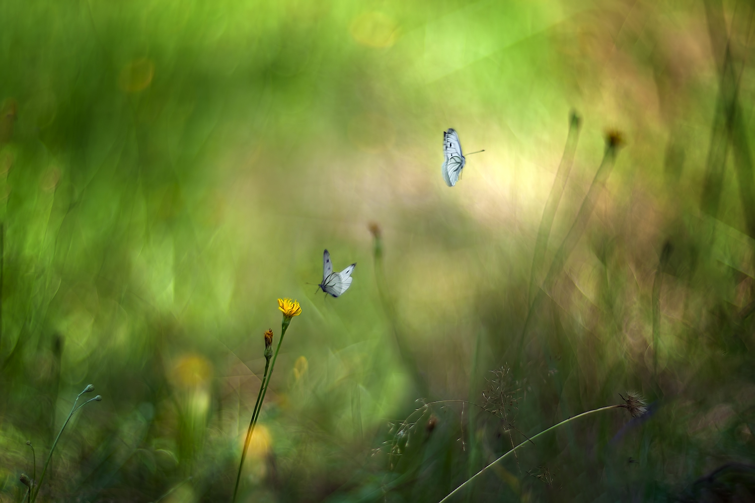 photo "***" tags: macro and close-up, nature, 