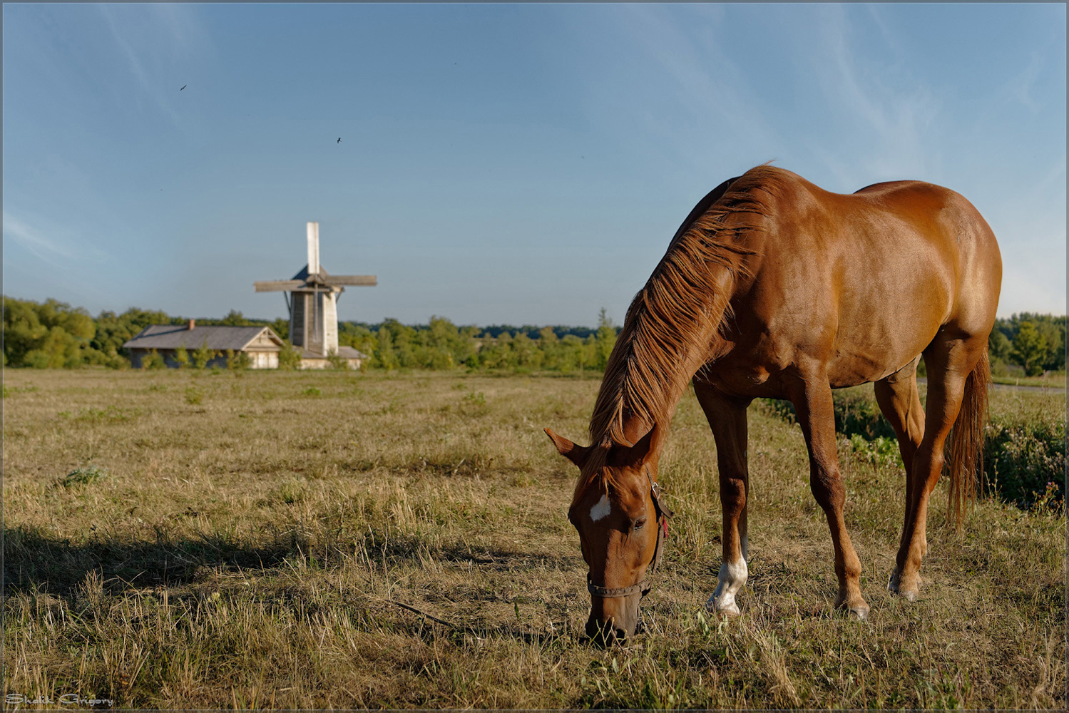 photo "***" tags: landscape, genre, evening, field, summer, кони