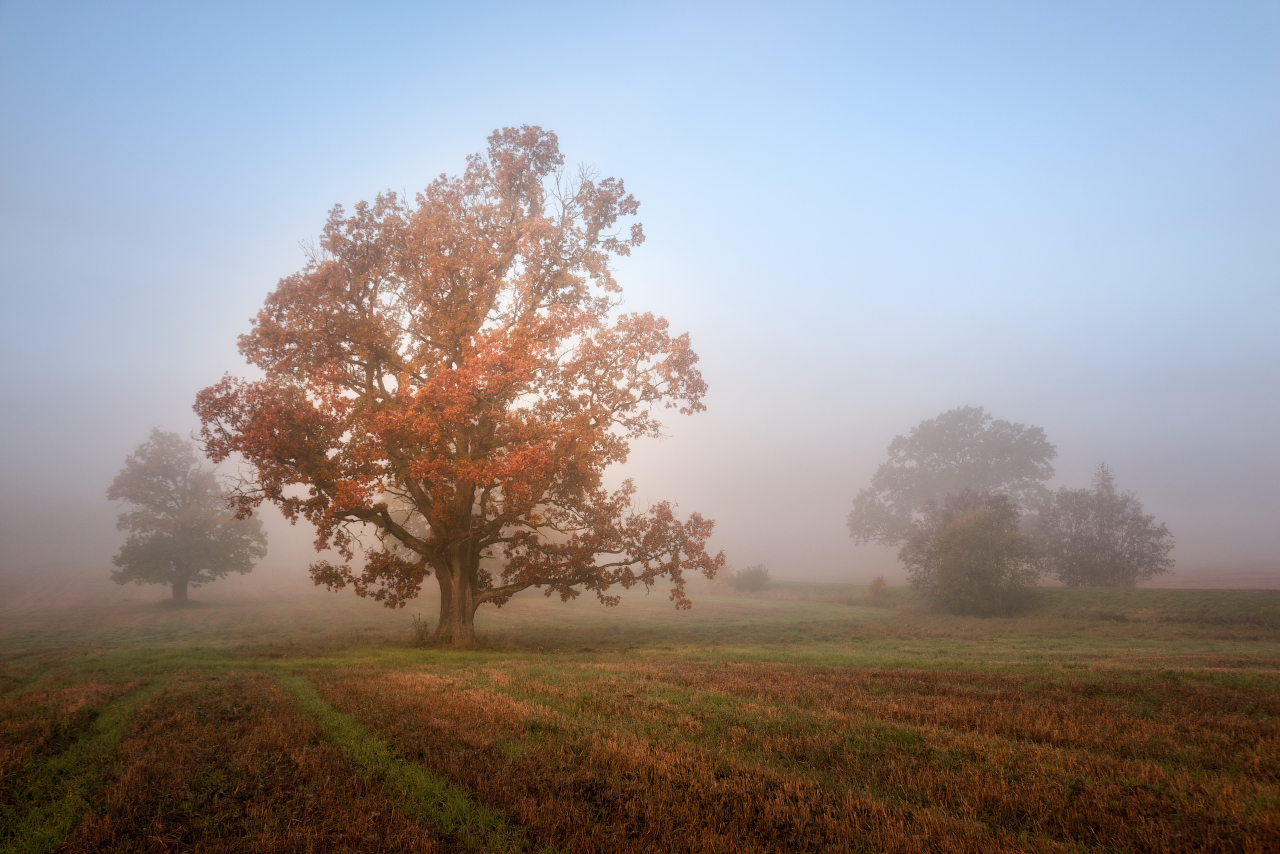 photo "***" tags: landscape, nature, autumn, fog, morning, tree, Беларусь