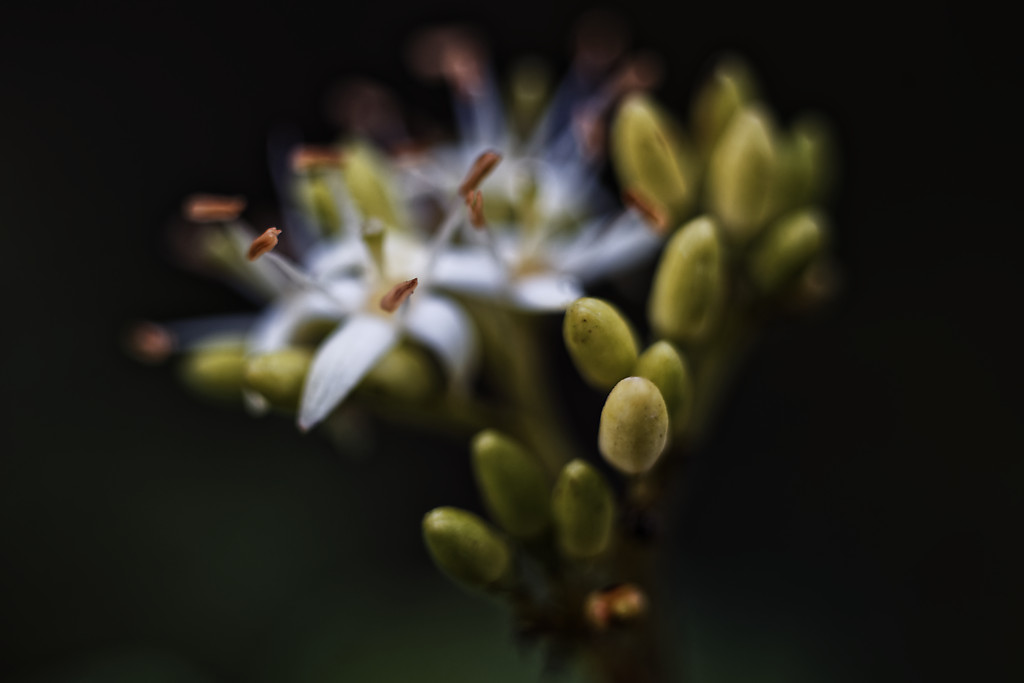 photo "***" tags: nature, macro and close-up, 