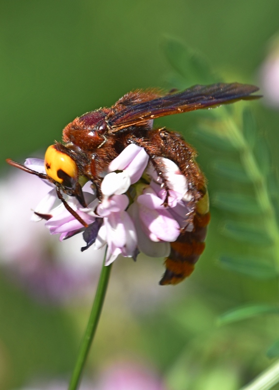 photo "***" tags: macro and close-up, insect