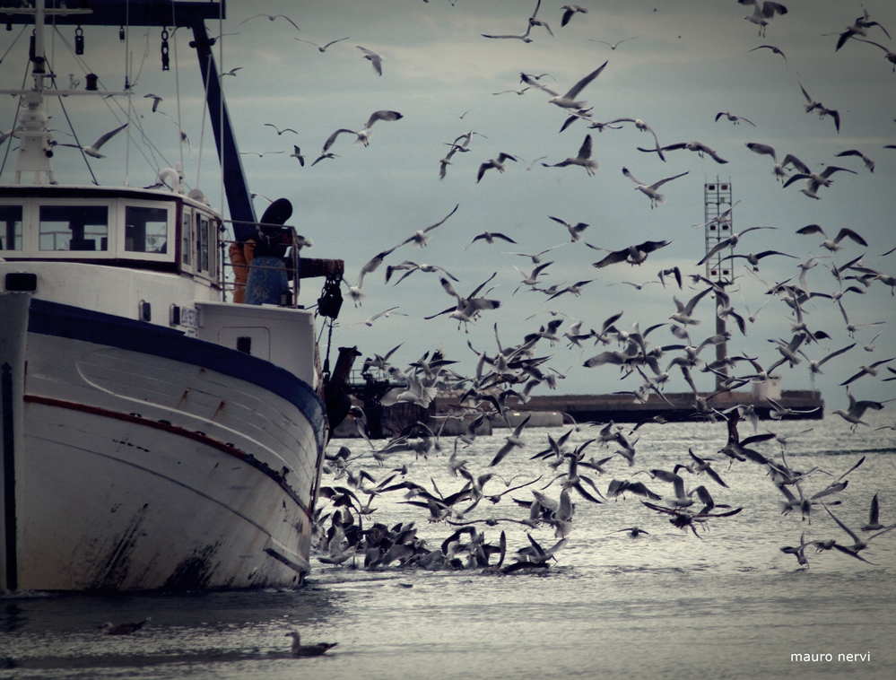 photo "boats and seagulls" tags: landscape, 