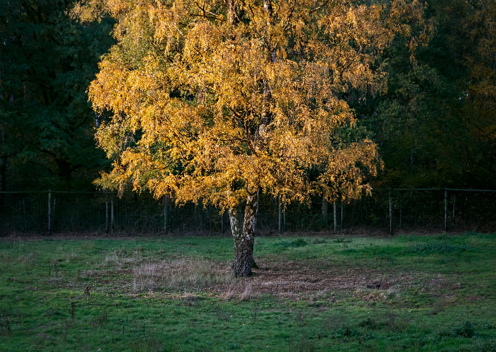 фото "осенняя #7: хромосомный набор" метки: природа, 