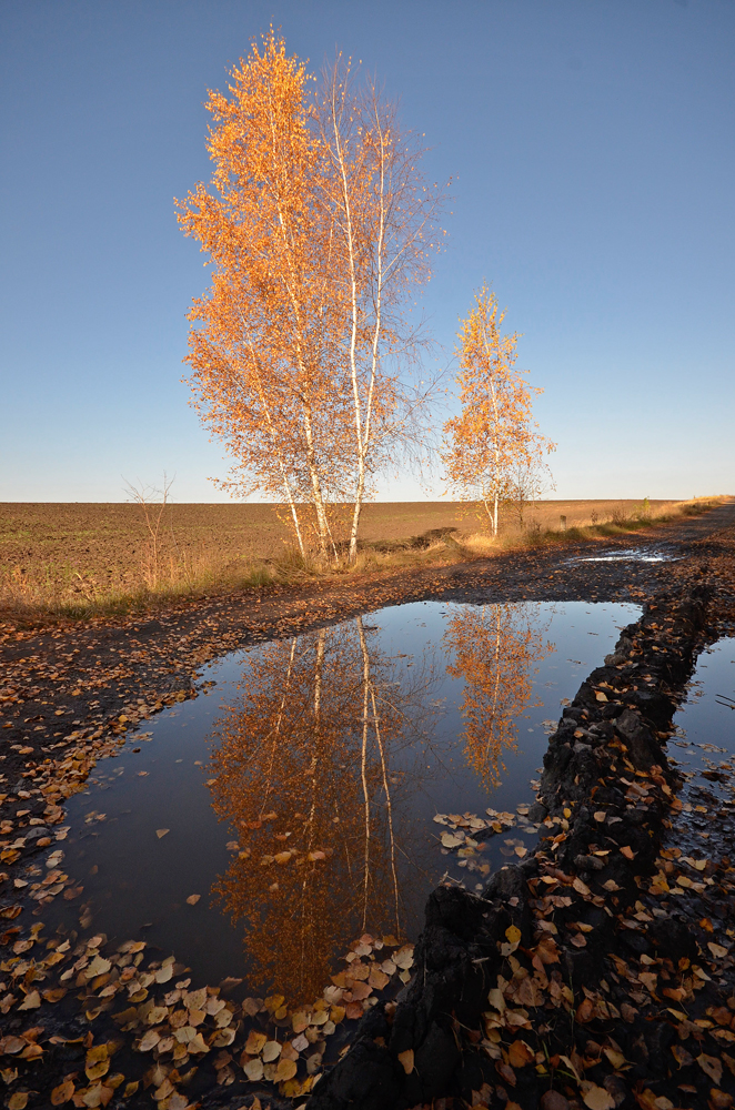 photo "***" tags: landscape, autumn, Берёза, листья, лужи