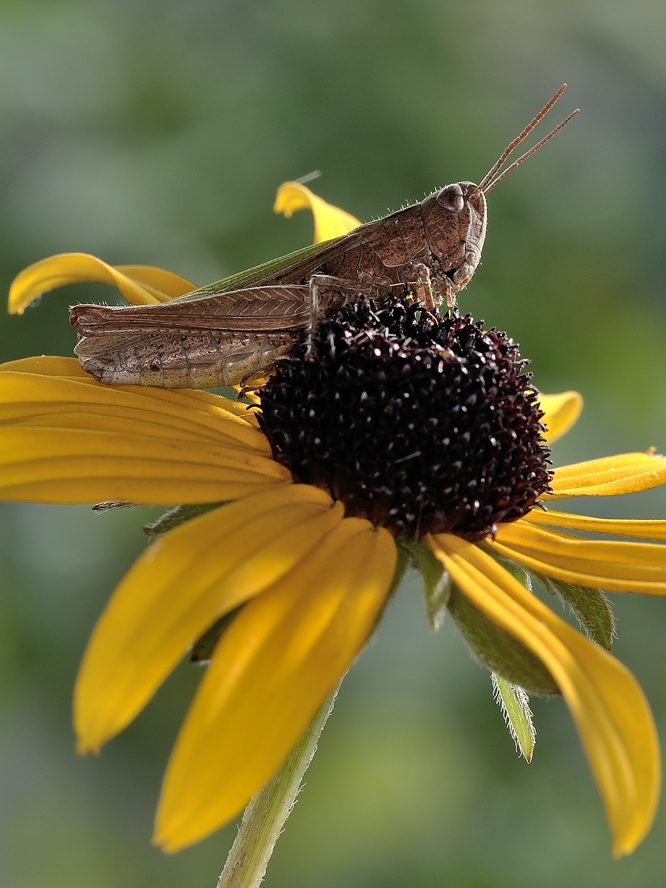 photo "***" tags: macro and close-up, 
