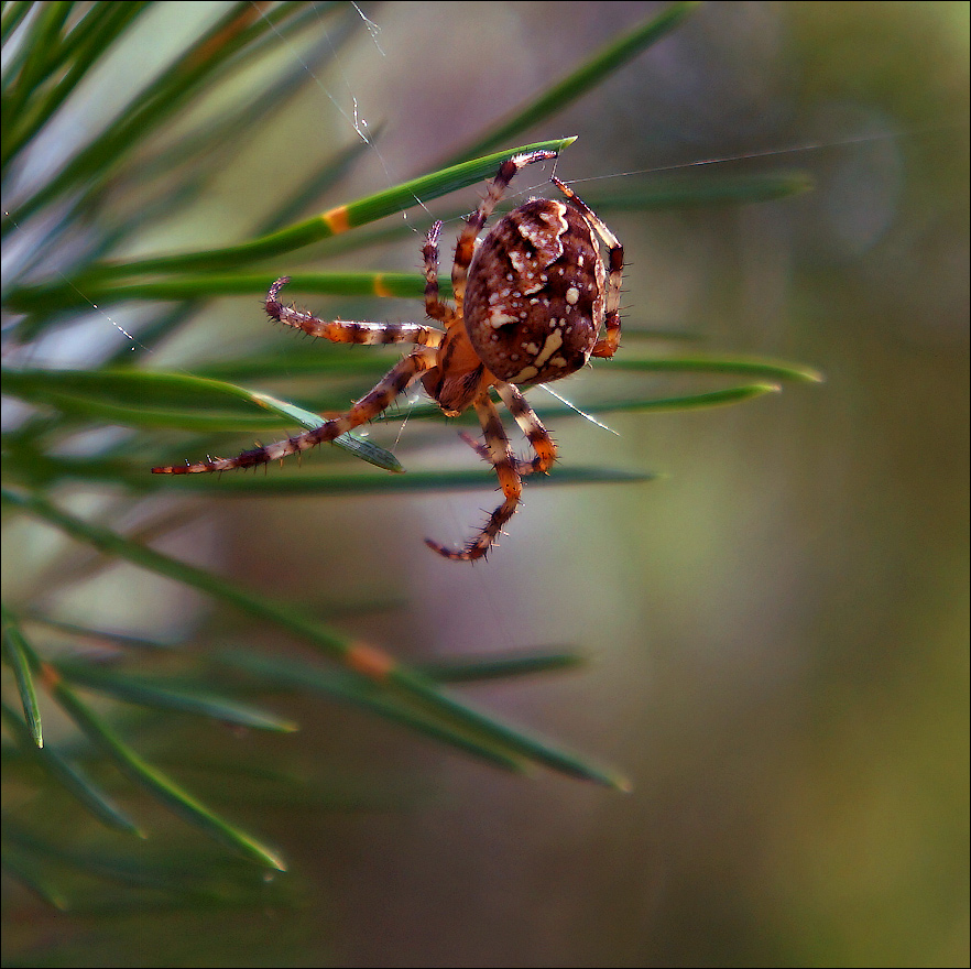 photo "Beginning of work" tags: macro and close-up, spider, строитель