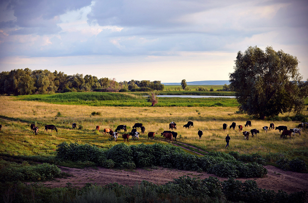 photo "***" tags: landscape, morning, коровы, пастбище, пастухи, собаки