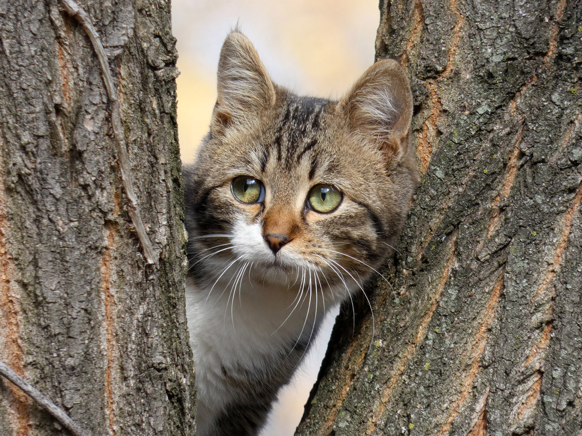 photo "***" tags: portrait, pets/farm animals