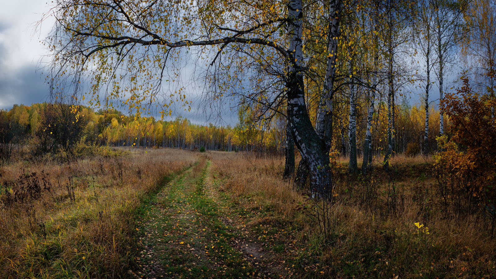 фото "в осеннюю рощу..." метки: пейзаж, природа, 