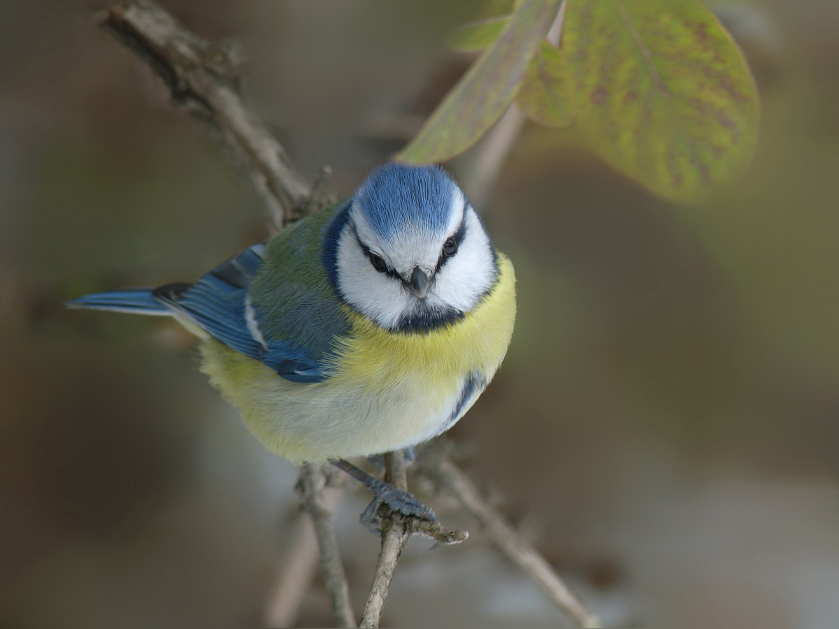 photo "***" tags: macro and close-up, wild animals