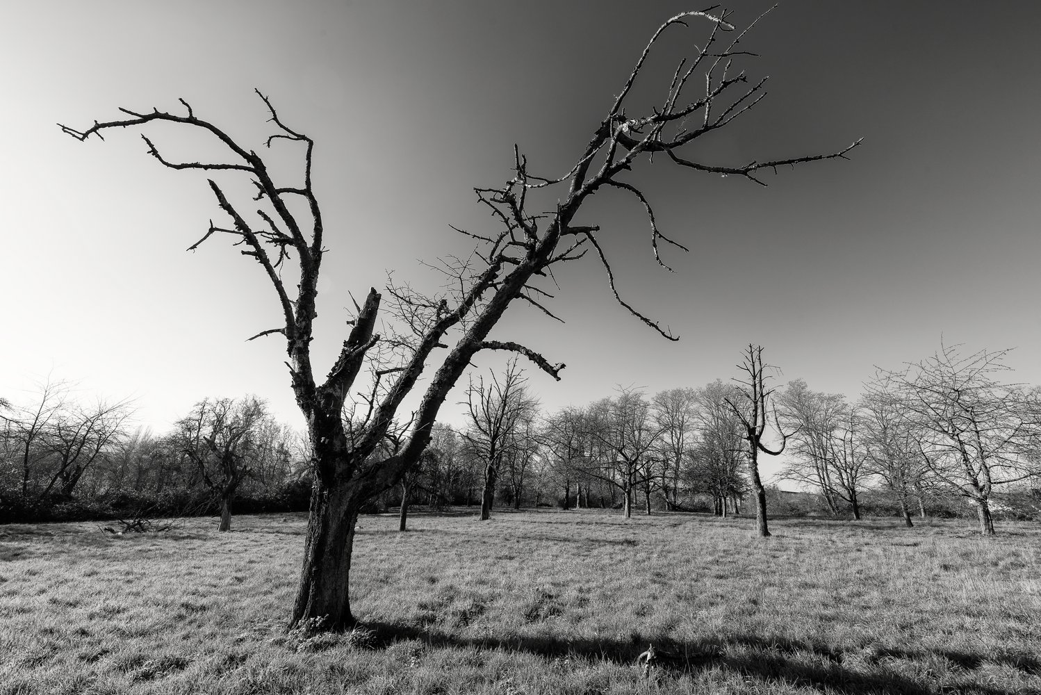 photo "(like) Dead Vlei" tags: landscape, black&white, Europe, autumn