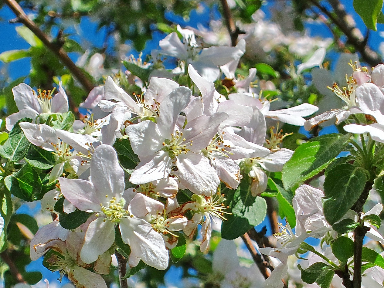 фото "Яблоневый цвет" метки: природа, цветы