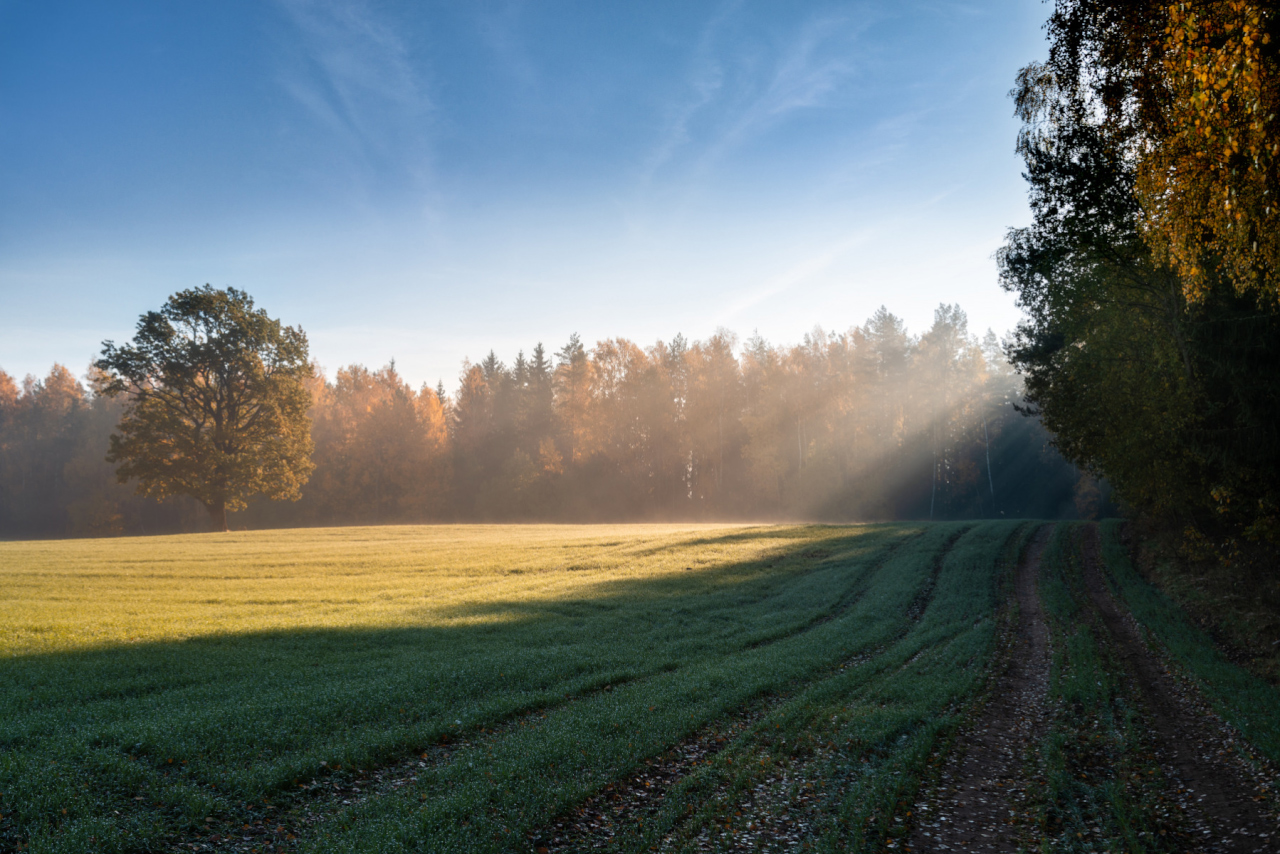 photo "***" tags: landscape, travel, nature, autumn, clouds, fog, forest, morning, sky, tree, Беларусь