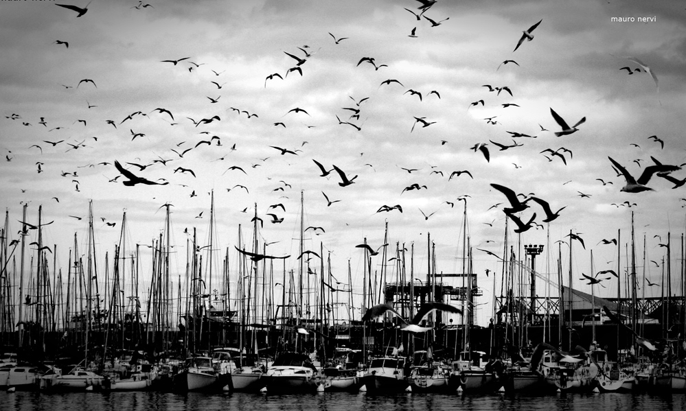 photo "seagulls" tags: black&white, 