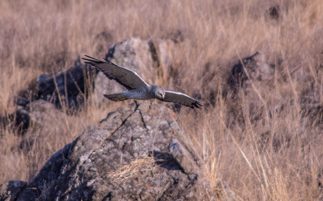 photo "На охоте за земляными белками." tags: nature, Kite, hawk, hunting, ястреб