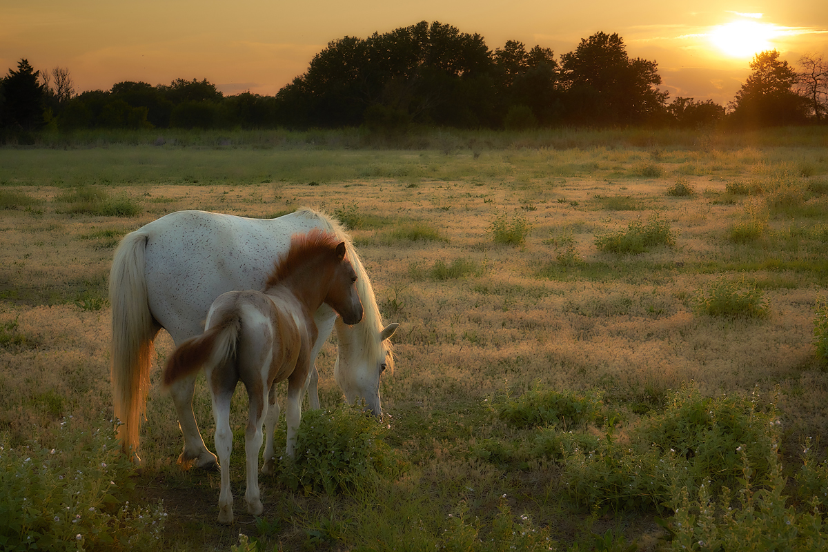 photo "В контровом свете..." tags: landscape, 