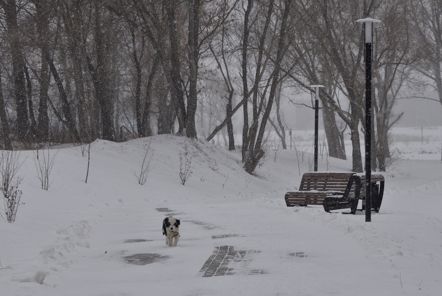 photo "***" tags: misc., winter, собаки