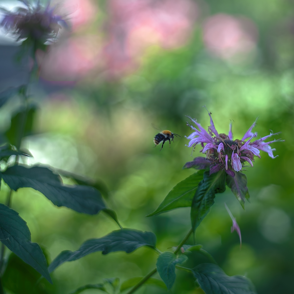 photo "***" tags: macro and close-up, 