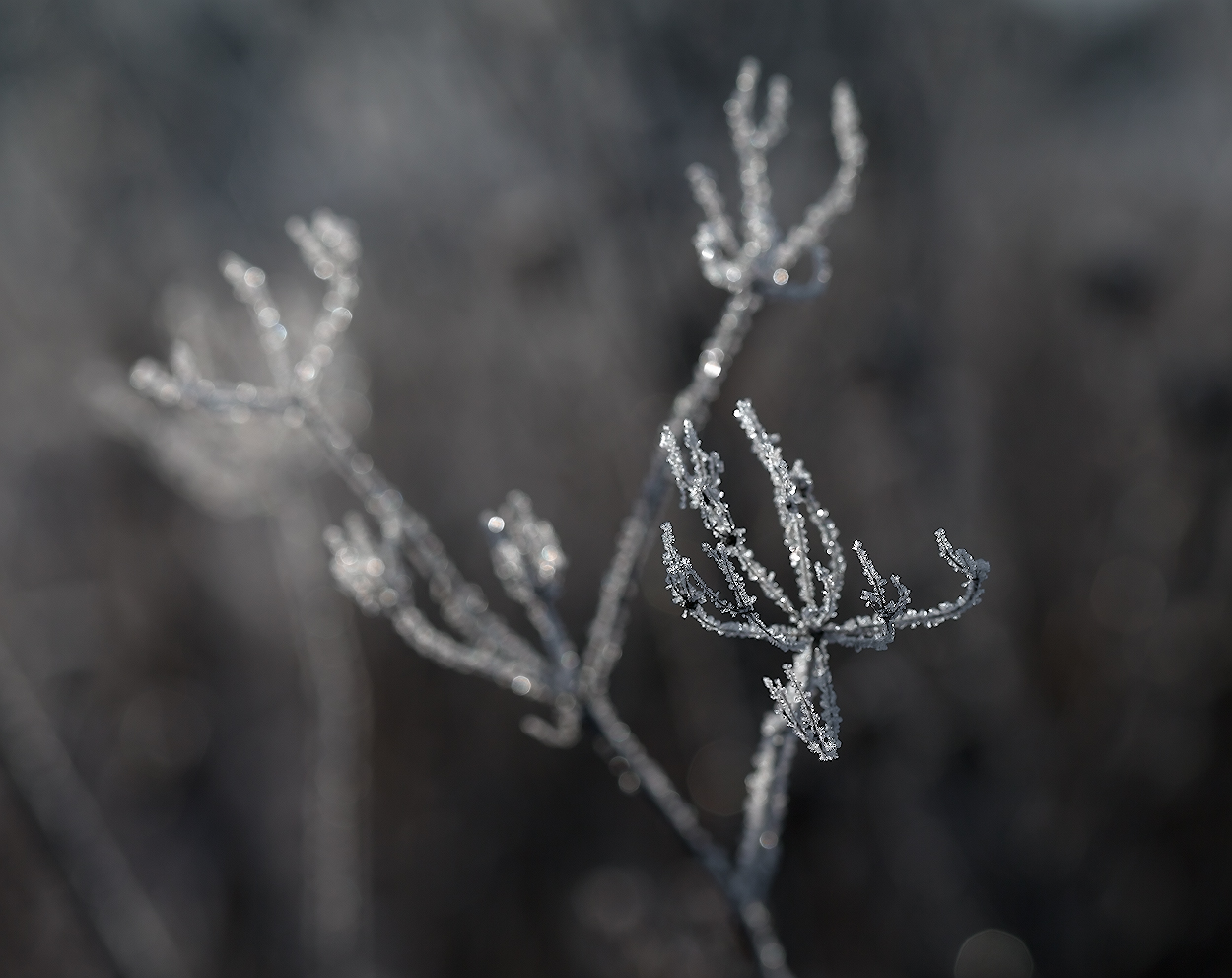 photo "***" tags: nature, macro and close-up, 