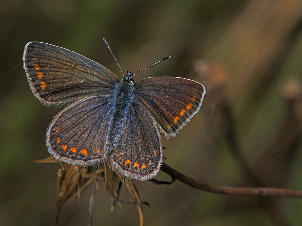 photo "***" tags: macro and close-up, Насекомые, бабочки