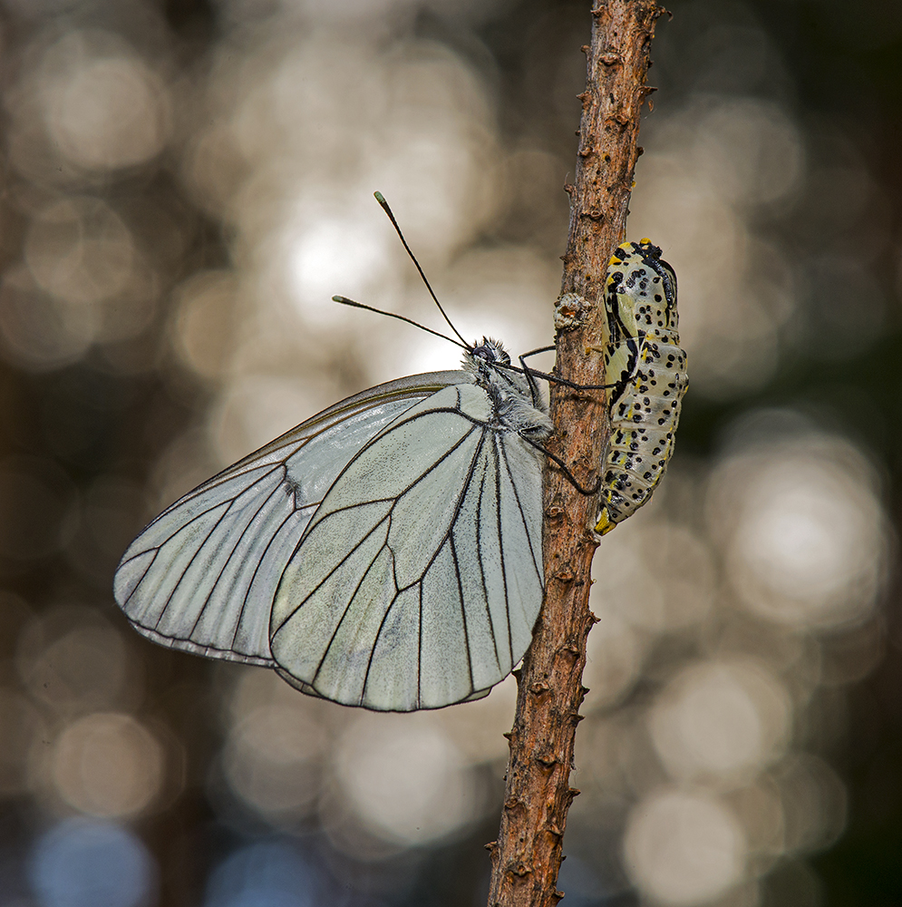 photo "***" tags: macro and close-up, бабочки