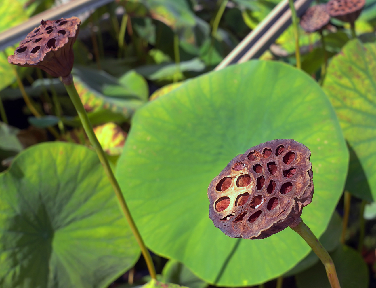 photo "***" tags: macro and close-up, nature, 