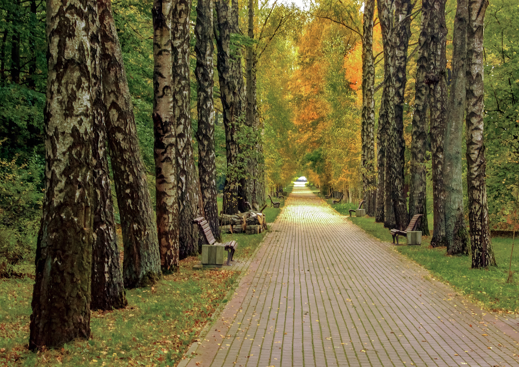 фото "Дорога в осень" метки: пейзаж, 