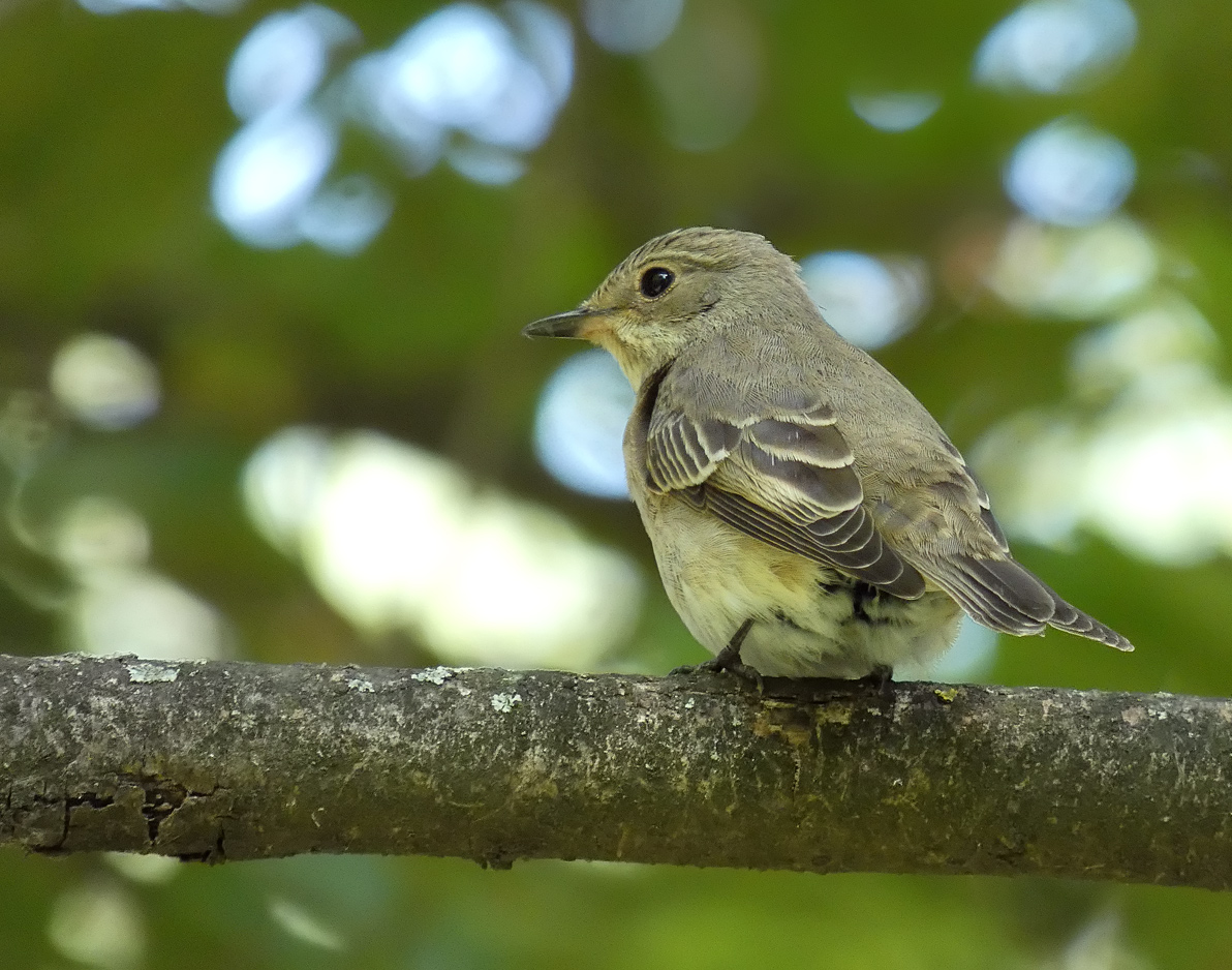 photo "***" tags: nature, macro and close-up, wild animals