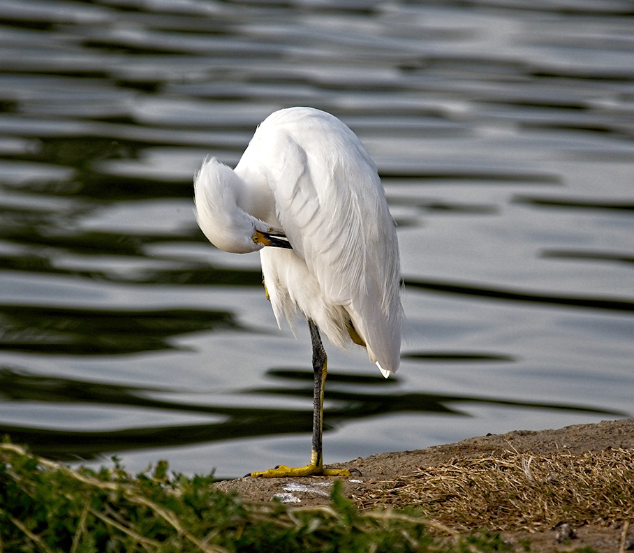 photo "Egret" tags: nature, misc., Australia, North America, lake, wild animals bird